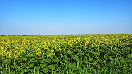 Scenic view of field against clear sky