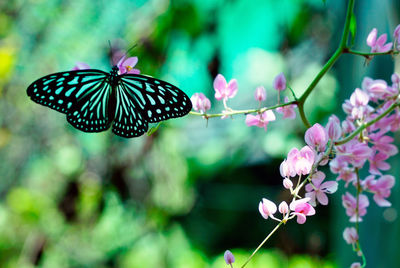 Close-up of butterfly on pink flowers