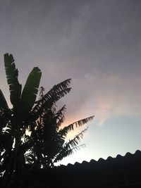 Low angle view of silhouette coconut palm tree against sky