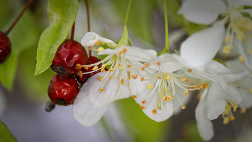 Close-up of white flowers