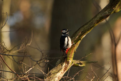 Close-up of bird perching on branch