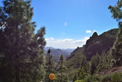 Panoramic shot of trees on landscape against sky