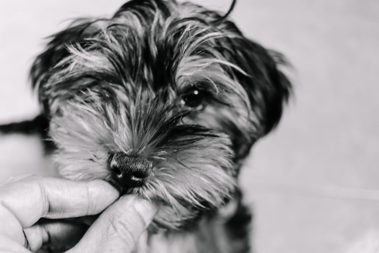 CLOSE-UP OF PERSON HOLDING SMALL WITH DOG