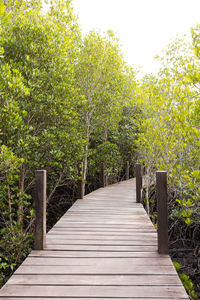 Wooden footbridge along plants and trees