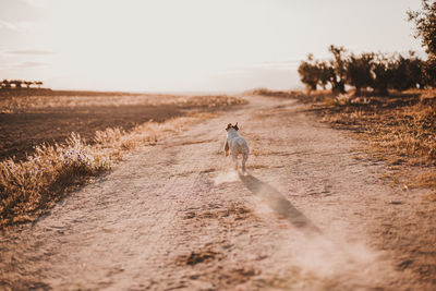 Rear view of dog running on dirt road