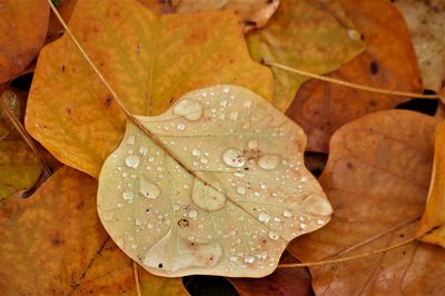 Close-up of wet maple leaves during rainy season