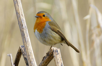 Close-up of bird perching outdoors