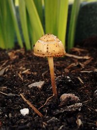 Close-up of mushroom growing outdoors