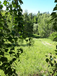 Trees and plants growing on land
