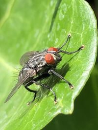 Close-up of insect on leaf