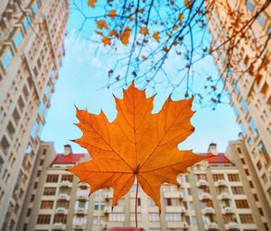 Low angle view of maple tree during autumn