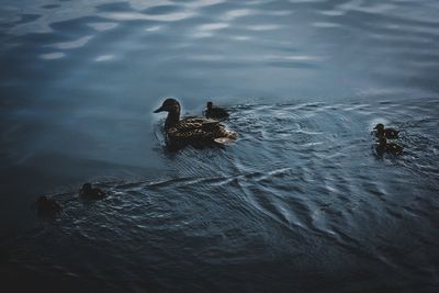 High angle view of bird swimming in lake