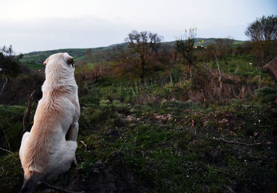 Dog on field against sky