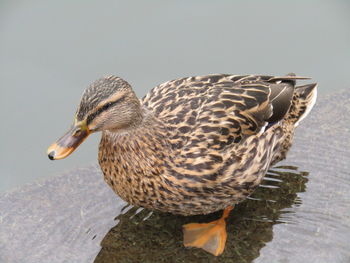 Close-up of duck in water