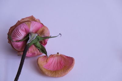 Close-up of pink flower against white background