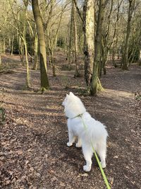 White dog on field