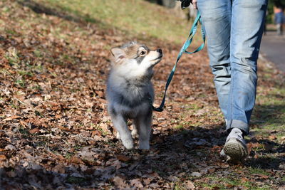 Low section of person walking a puppy dog
