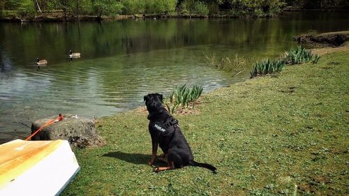 Dog in lake