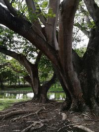 Low angle view of tree in forest