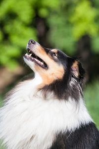 Tricolor adorable shetland sheepdog - sheltie portrait