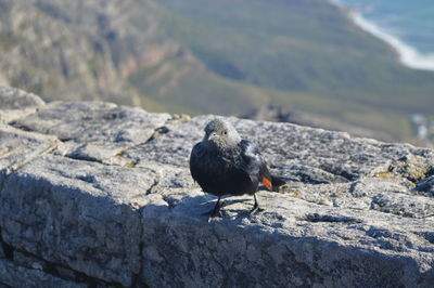 Bird perching on shore