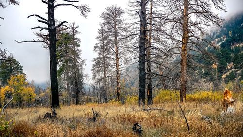 Trees growing in forest during autumn