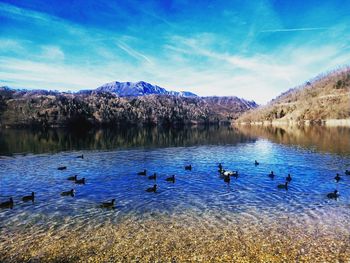 View of birds in lake against blue sky