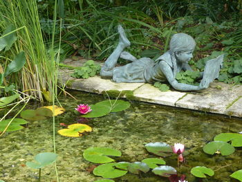 High angle view of flowers growing in water