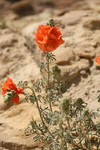 Close-up of red flowering plant on field