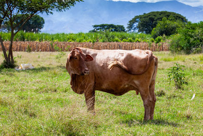 Brown cow at the beautiful landscapes of the region of valle del cauca in colombia