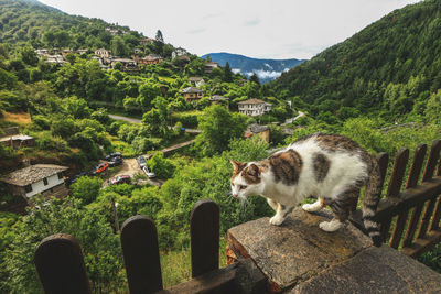 High angle view of cat on mountain against sky