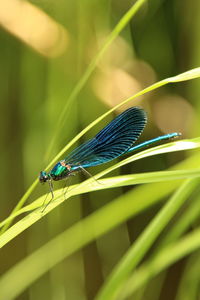 Close-up of insect on leaf