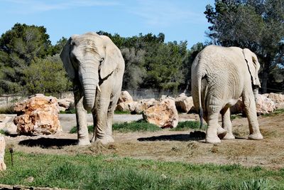 View of elephant in field