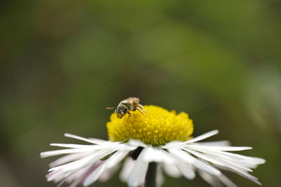 Close-up of bee pollinating on flower