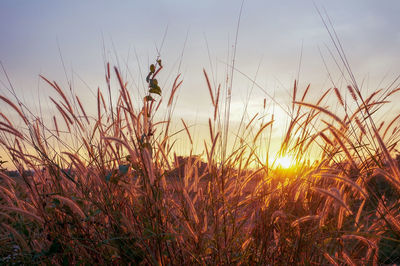 Close-up of stalks against sunset