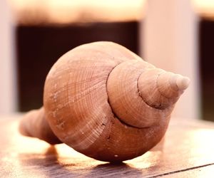 Close-up of shell on table