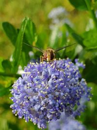 Close-up of insect on purple flower