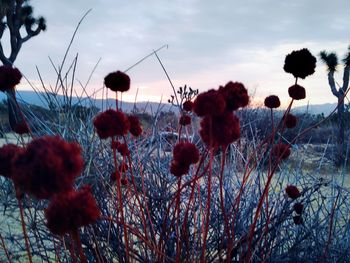 Close-up of poppy flowers growing in field