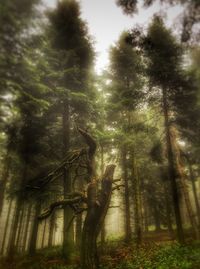 Low angle view of trees in forest