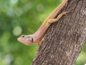 Close-up of lizard on tree trunk