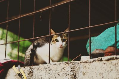Portrait of a cat looking through metal fence