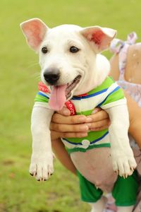 Close-up portrait of dog sticking out tongue on grass
