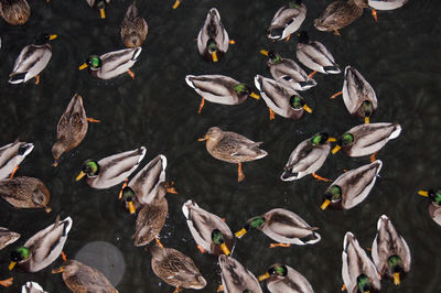 Close-up of leaves in water