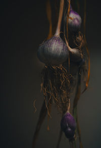Close-up of purple garlic clove  against black background