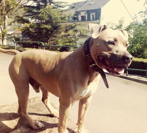 Close-up of dog
