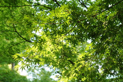 Low angle view of tree in forest