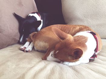 Dog relaxing on sofa