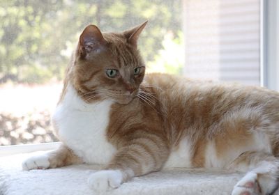 Close-up of a cat looking away