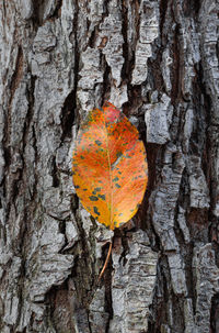 Close-up of tree trunk