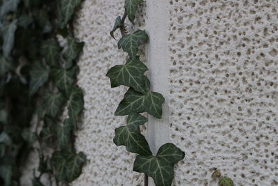 High angle view of ivy growing on wall